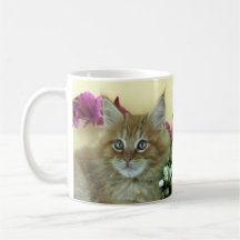 Gatito del Coon de Maine de la taza