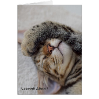 Gatito del drama usted tiene que ir