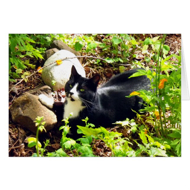 Gatito del jardín (Anverso (Horizontal))