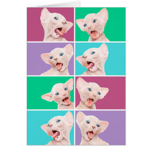 Gatito divertido del sphynx