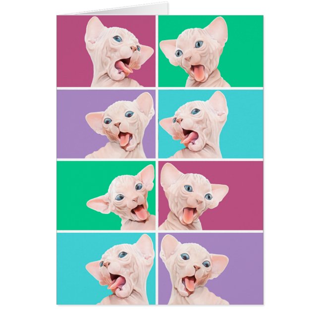 Gatito divertido del sphynx (Frente)