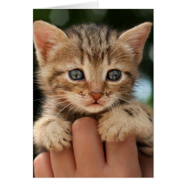 Gatito dulce (Frente)