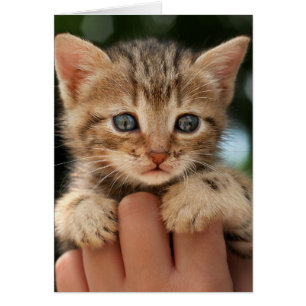 Gatito dulce del bebé