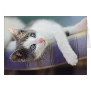 Gatito dulce en cama de la tela escocesa