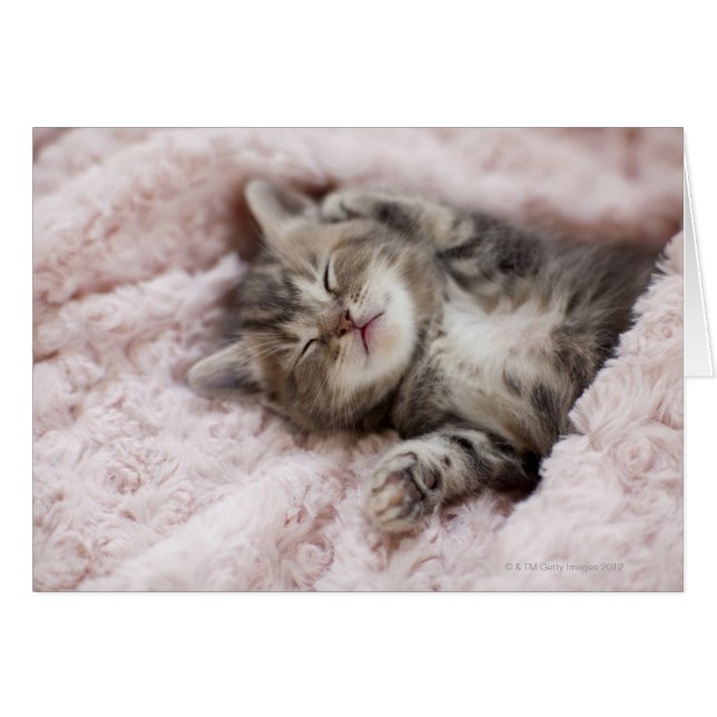 Gatito durmiendo en la toalla (Anverso (Horizontal))