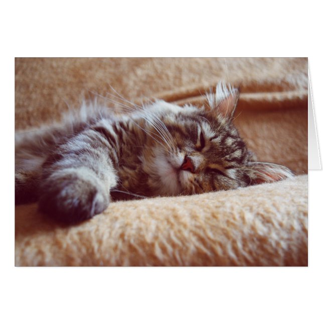 Gatito durmiente (Anverso (Horizontal))