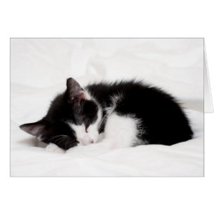 Gatito durmiente