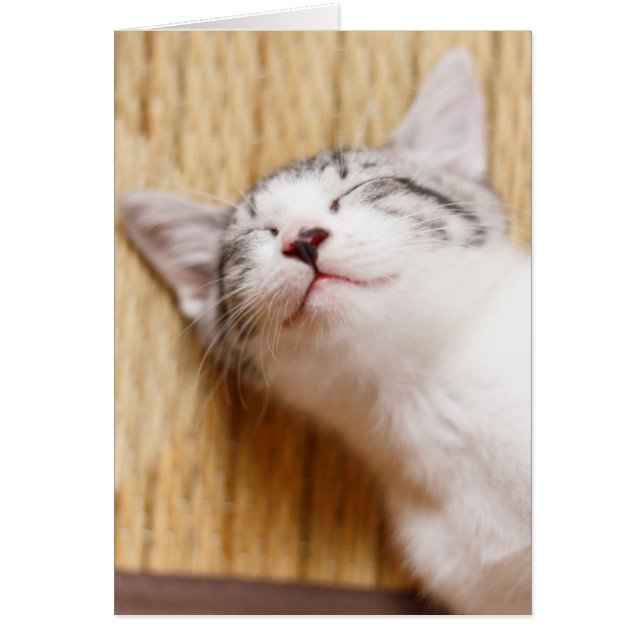 Gatito durmiente (Frente)