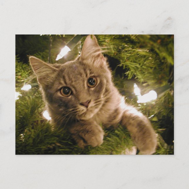 Gatito en árbol de Navidad - Personalizable (Anverso)