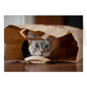 Gatito en la bolsa de la compra