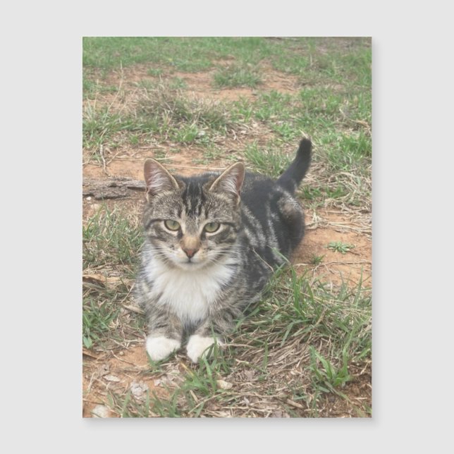 Gatito en la hierba (Anverso)