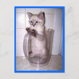 gatito en la postal del lanzador