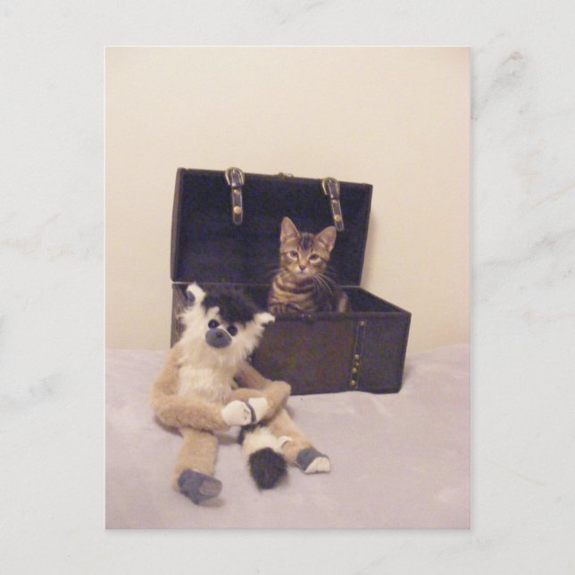 gatito en la postal del maletero (Anverso)