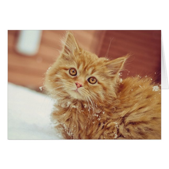 Gatito en Nieve (Anverso (Horizontal))