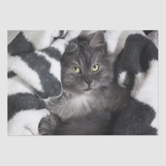 gatito en papel de tejido (Anverso)