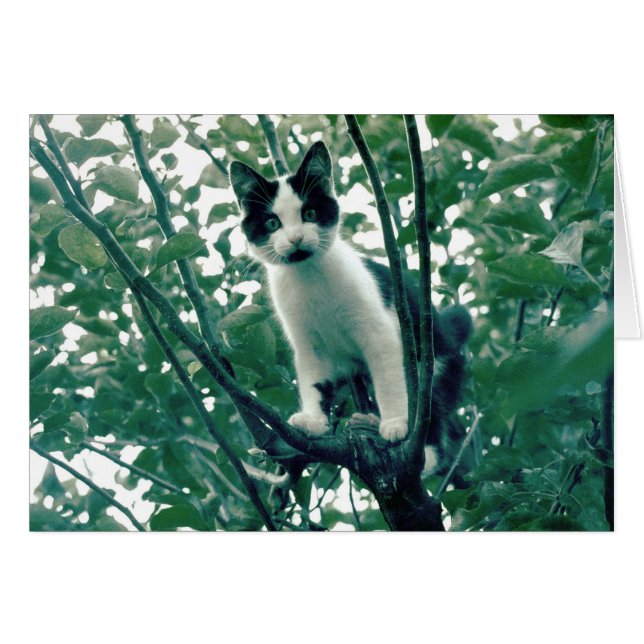 Gatito en un árbol de manzanas (Anverso (Horizontal))