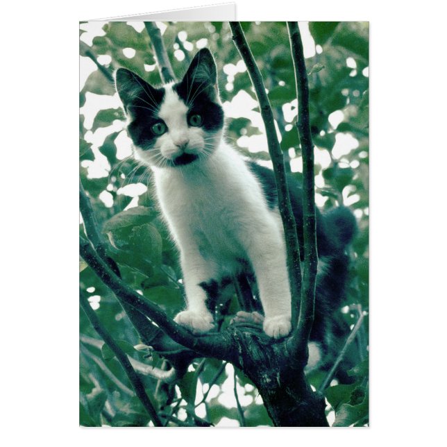 Gatito en un árbol de manzanas (Frente)