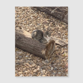 Gatito en un registro