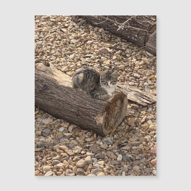 Gatito en un registro (Anverso)