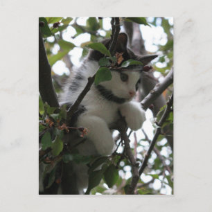 Gatito en una postal de árbol