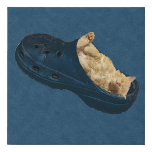 Gatito Fluffy Dormido En Zapato De Croc, Impresión