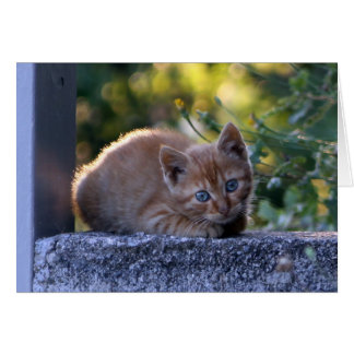 Gatito italiano salvaje
