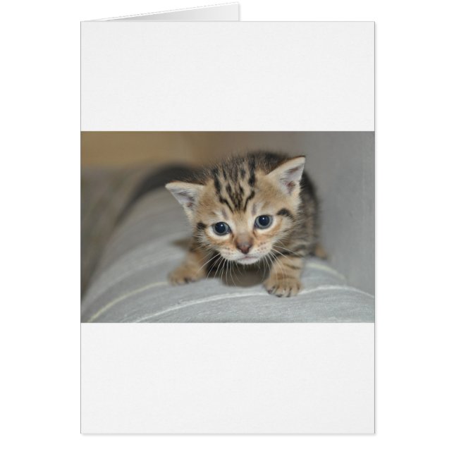 Gatito joven (Frente)