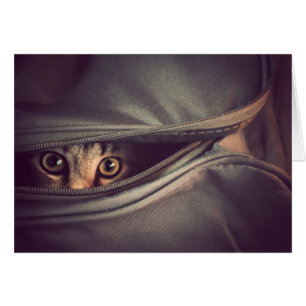 Gatito joven del Tabby