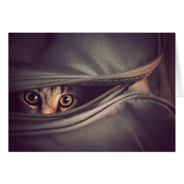 Gatito joven del Tabby (Anverso (Horizontal))