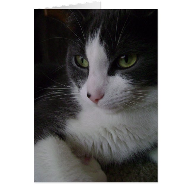 Gatito lindo (Frente)