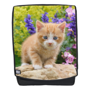 Gatito lindo del gato del jengibre en mochila