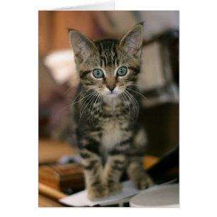 Gatito lindo del Tabby de Brown del Coon de Maine,