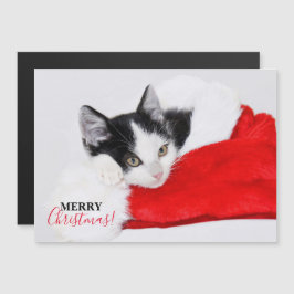 Gatito lindo en Santa Hat