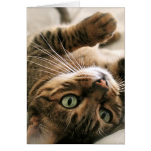 Gatito manchado Brown lindo del gato de Bengala