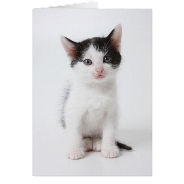 Gatito negro (Frente)