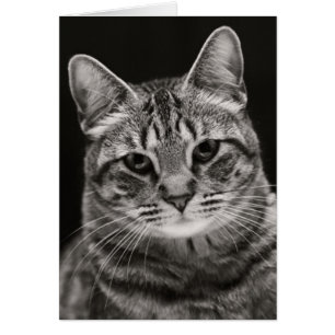 Gatito negro de Tabby
