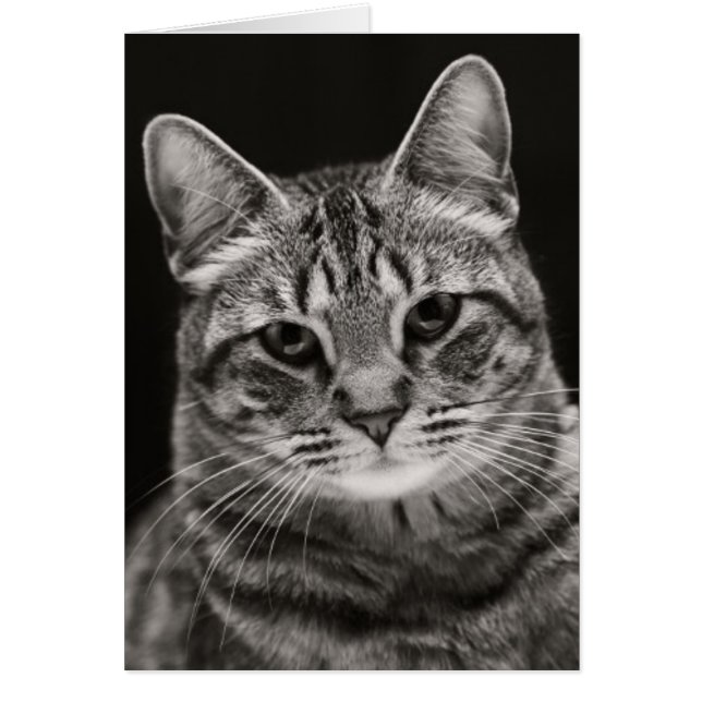 Gatito negro de Tabby (Frente)