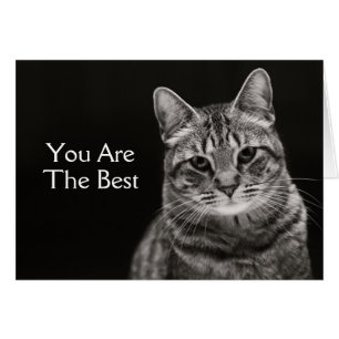 Gatito negro de Tabby