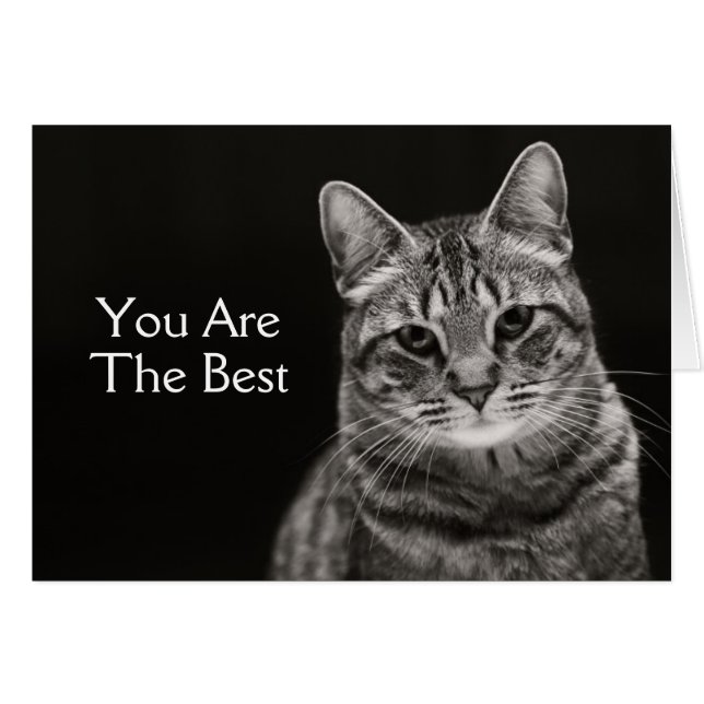 Gatito negro de Tabby (Anverso (Horizontal))