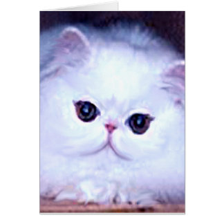 Gatito persa blanco del gatito del gato