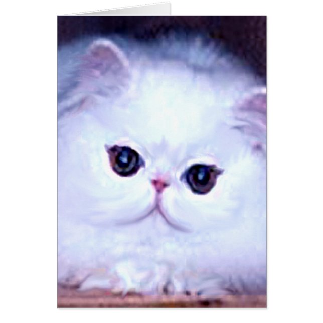 Gatito persa blanco del gatito del gato (Frente)