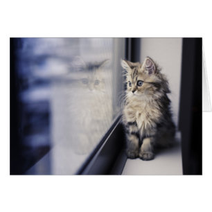 Gatito que mira hacia fuera la ventana