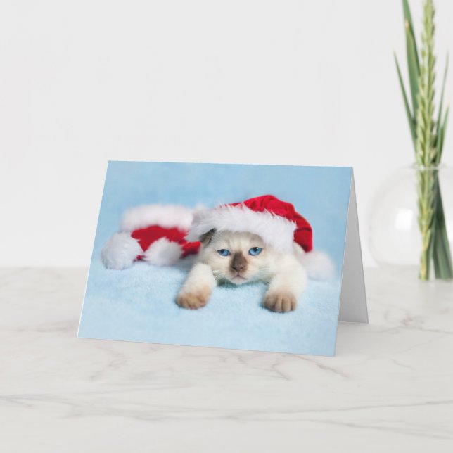 Gatito siamés: Gatito del navidad (Anverso)