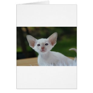 Gatito siamés súper lindo