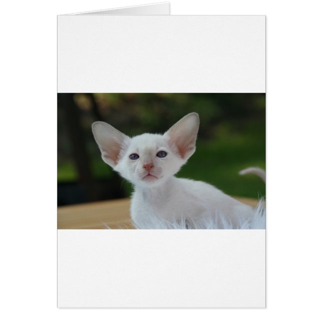 Gatito siamés supercute (Frente)