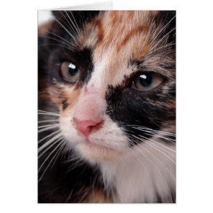 Gatito Torti Manta Por Dentro Para Todas Las Ocasi