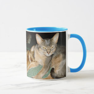 Gatitos abisinos y tazas de gato