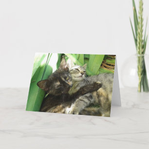 Gatitos Adorables Acurrucándose - tarjeta en blanc