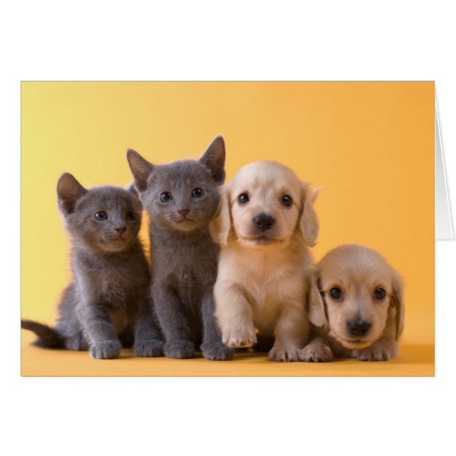 Gatitos Azules Rusos Y Cachorros De Dachshund (Anverso (Horizontal))
