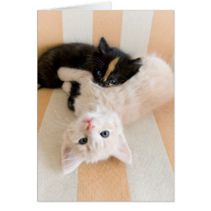 Gatitos Blancos Y Negro